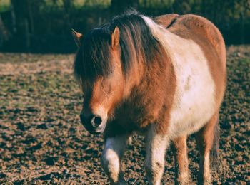 Close-up of horse standing on field