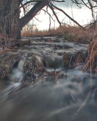 Stream passing through forest