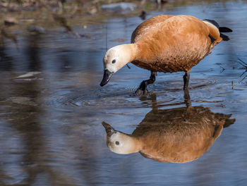 Side view of a duck in lake