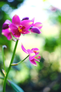 Close-up of pink flowering plant