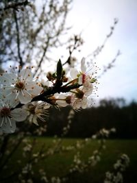 Close-up of apple blossoms in spring