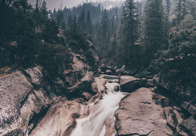 Scenic view of waterfall in forest