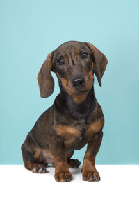 Portrait of dog sitting against blue background