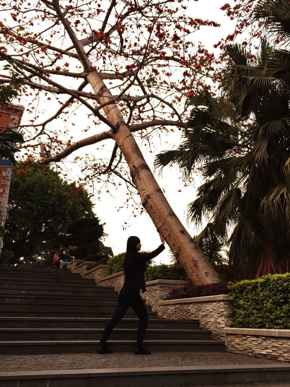 tree, full length, lifestyles, rear view, leisure activity, standing, casual clothing, branch, person, walking, built structure, building exterior, architecture, day, outdoors, men, tree trunk, steps