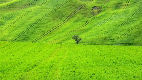 Scenic view of green landscape