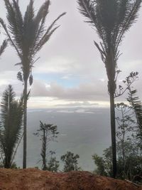 Scenic view of trees on landscape against sky