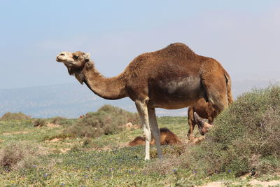 Side view of horse on field against sky