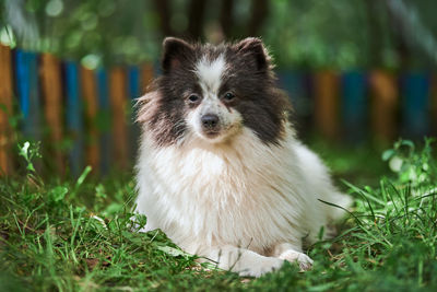 Pomeranian spitz dog in garden. cute pomeranian puppy on walk, white black color. spitz pom dog