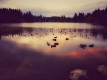 Reflection of trees in calm lake