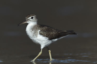 Close-up of seagull perching on a lake