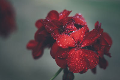 Close-up of wet red flower