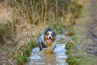 Portrait of dog running in water