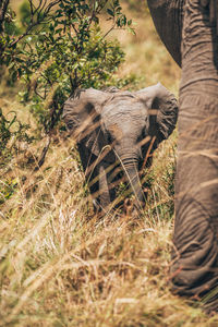 View of an animal on field