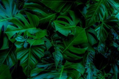 Full frame shot of fresh green leaves