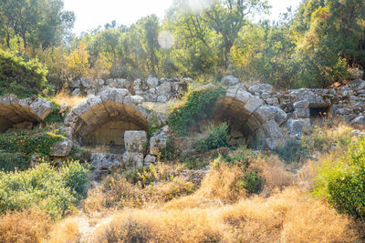 View of arch bridge and trees