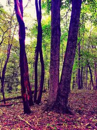 Trees in forest during autumn