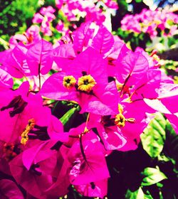 Close-up of pink flowers