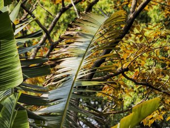 Close-up of palm tree leaves