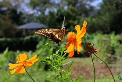 Close-up of butterfly pollinating on orange flower