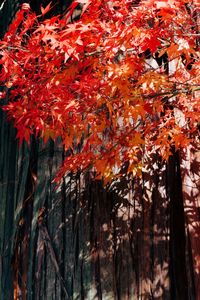 Low angle view of maple leaves on tree