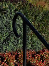 Close-up of plants growing outdoors