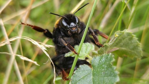 Close-up of bee on plant