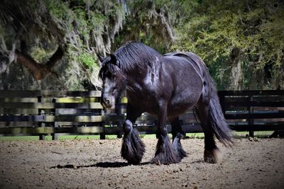 Horses in park