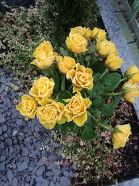 High angle view of yellow flowers