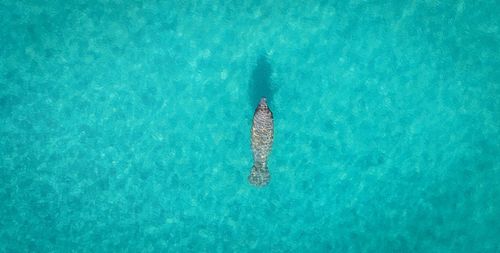High angle view of manatee in the ocean of miami beach 