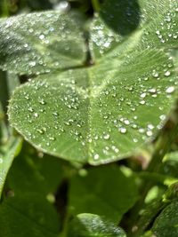 Close-up of raindrops on leaves
