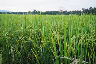 Crops growing on field