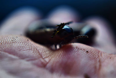 Close-up of insect on hand