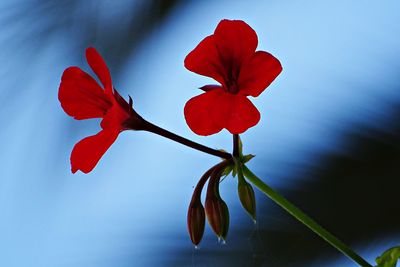 Close-up of red flowering plant against blue sky