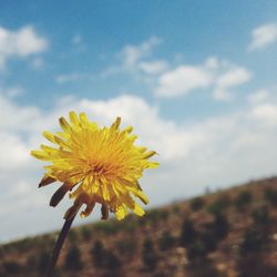 Close-up of yellow flower against sky