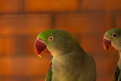 Close-up of parrot