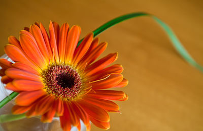 Close-up of daisy flowers