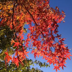 Low angle view of maple tree against sky