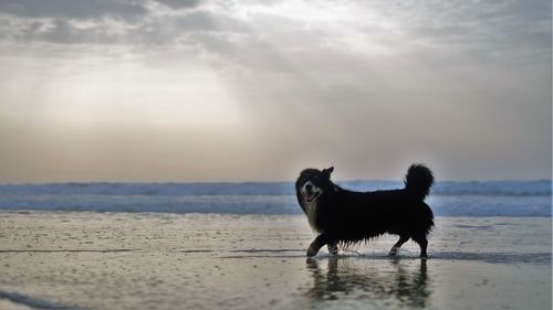 Horse on beach against sky during sunset