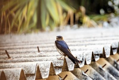 Close-up of bird perching on roof tile