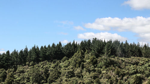 Low angle view of trees growing on mountain against sky
