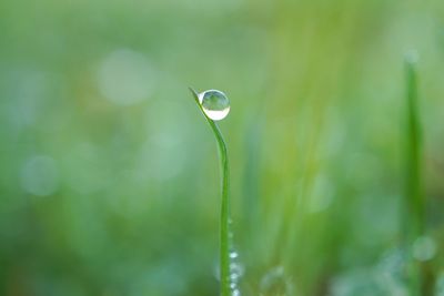 Close-up of wet grass