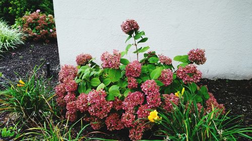 Close-up of flowering plants against wall