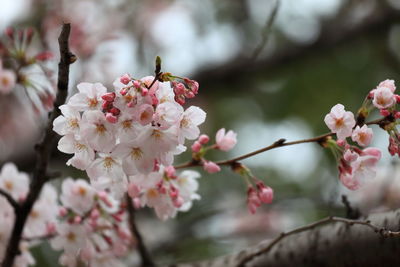 Close-up of cherry blossoms in spring