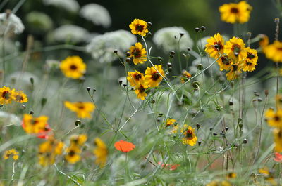 Close-up of yellow flowering plants on field