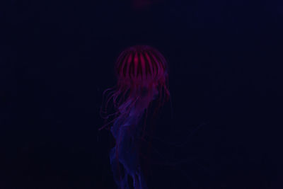 View of jellyfish swimming in aquarium