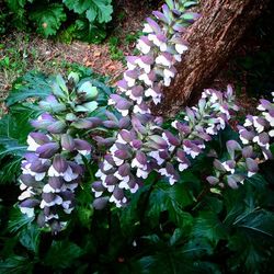 Close-up of purple flowers