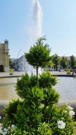 Trees by plants against clear sky