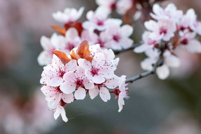 Spring cherry blossoms, pink flowers.