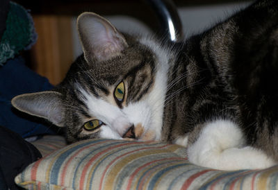 Close-up portrait of a cat resting