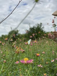 Close-up of flowering plants on field